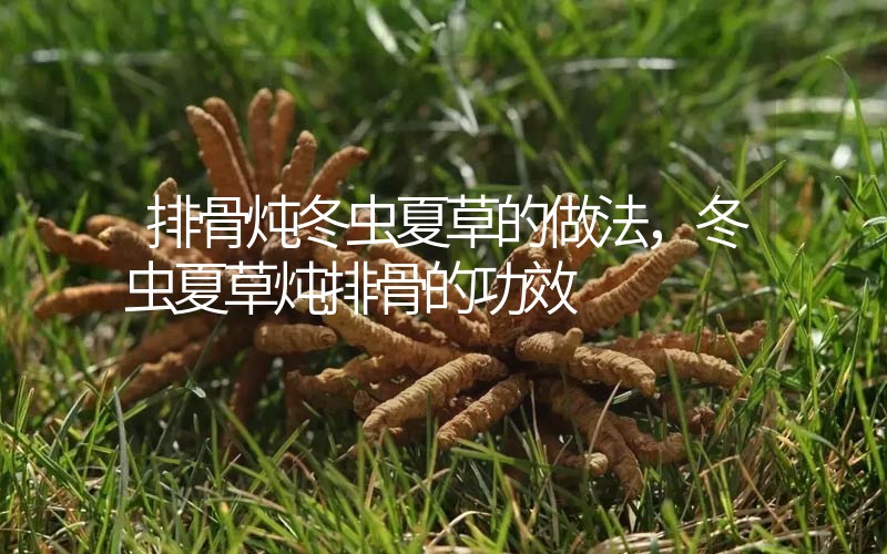 排骨燉冬蟲夏草的做法，冬蟲夏草燉排骨的作用