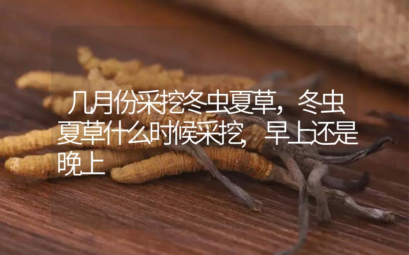 幾月份采挖冬蟲夏草，冬蟲夏草什么時候采挖,早上還是晚上