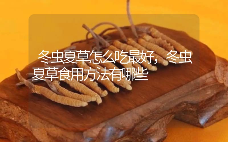 冬蟲夏草怎么吃最好，冬蟲夏草食用方法有哪些