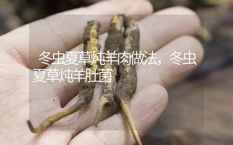 冬蟲夏草燉羊肉做法，冬蟲夏草燉羊肚菌