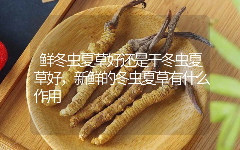 鮮冬蟲夏草好還是干冬蟲夏草好，新鮮的冬蟲夏草有什么作用