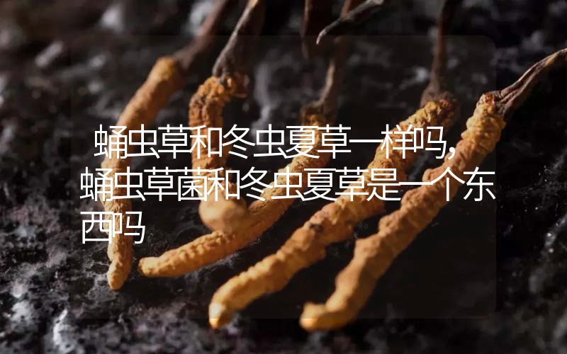 蛹蟲草和冬蟲夏草一樣嗎?，蛹蟲草菌和冬蟲夏草是一個東西嗎