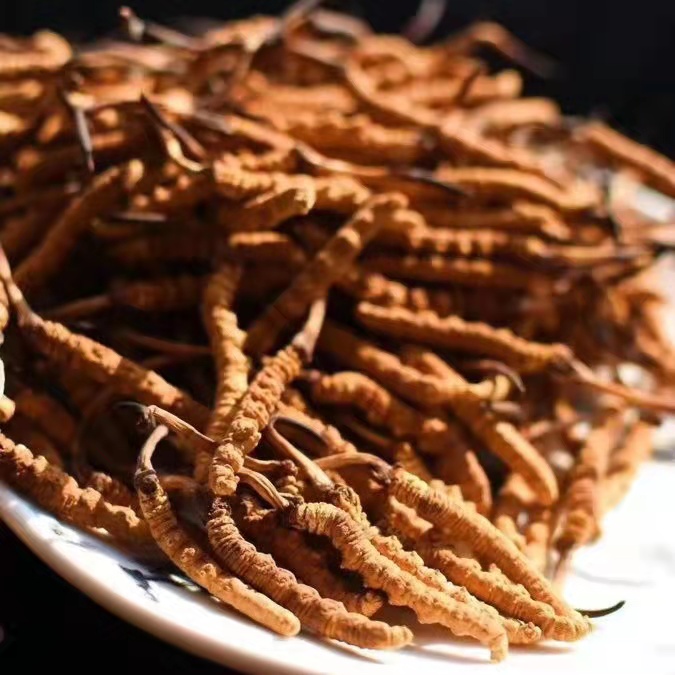 冬蟲夏草為什么這么貴呢？有便宜的能買嗎