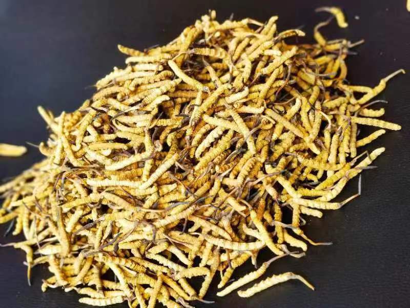 冬蟲夏草哪幾種食用方法比較好呢？推薦幾種參考