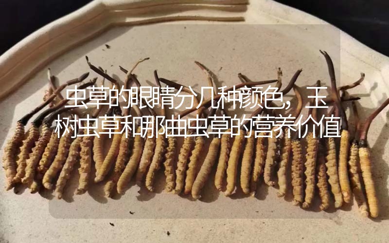 蟲草的眼睛分幾種顏色，玉樹蟲草和那曲蟲草的營(yíng)養(yǎng)價(jià)值