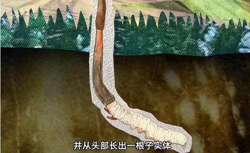 冬蟲夏草到底是蟲還是草？你猜到了嗎？
