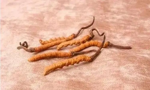 哪個(gè)產(chǎn)地的冬蟲(chóng)夏草營(yíng)養(yǎng)價(jià)值高,哪里的蟲(chóng)草更好？
