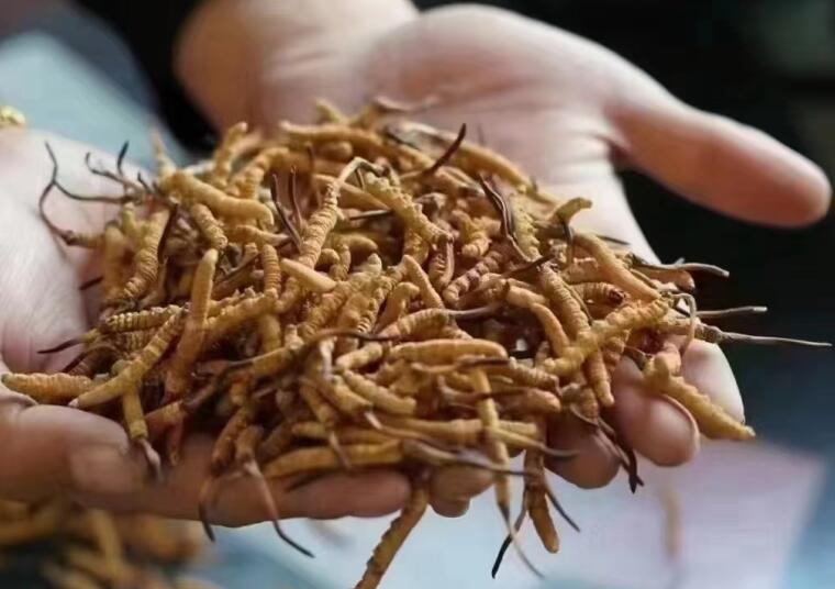 冬蟲夏草成分有哪些?新鮮冬蟲夏草哪里好？