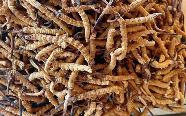 冬蟲夏草可以和森之輝蘋果一起吃嗎？