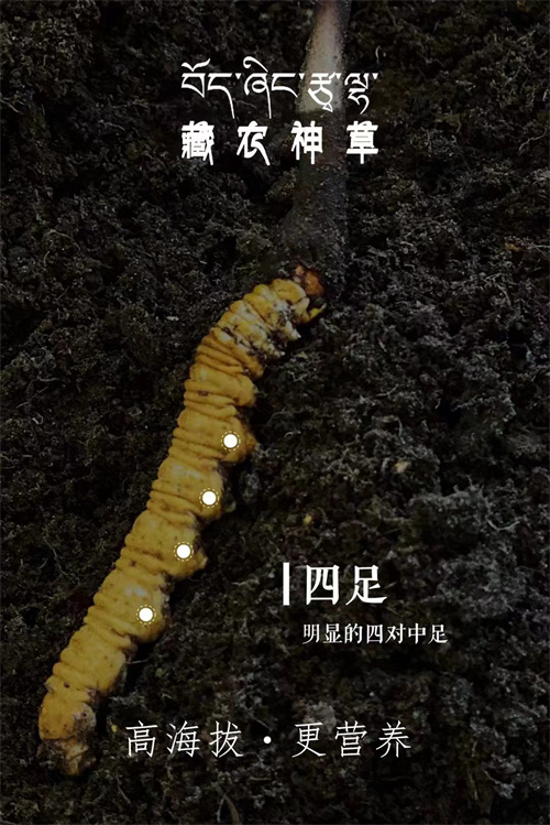 冬蟲夏草的采制方法：掌握這些技巧，收獲高品質(zhì)蟲草