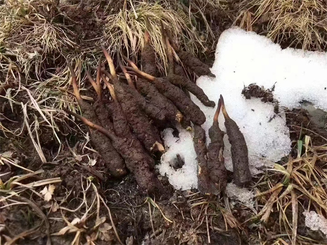 冬蟲夏草只生長在雪山嗎？雪山是冬蟲夏草的主要生長地