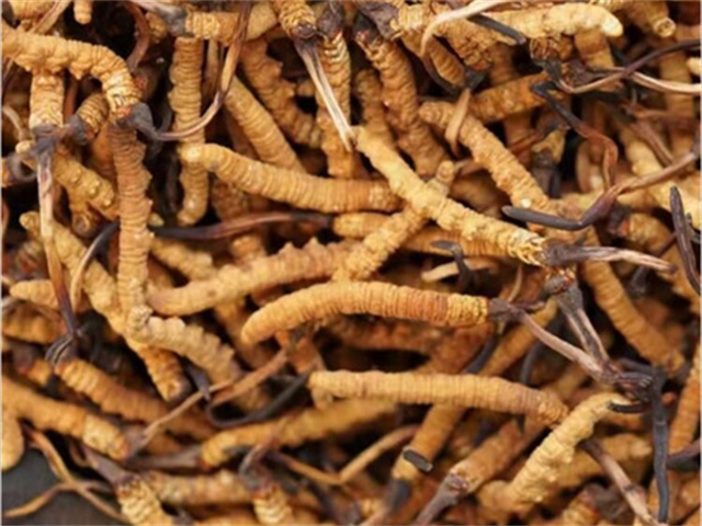 孕婦怎樣吃冬蟲(chóng)夏草？孕婦食用冬蟲(chóng)夏草最好選擇燉煮