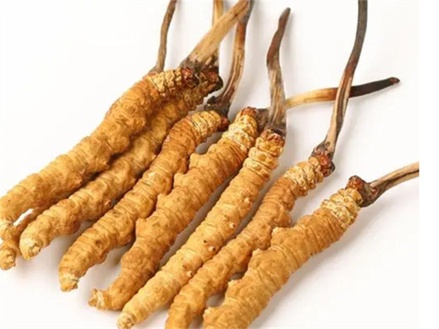 冬蟲(chóng)夏草燉肉補(bǔ)什么？冬蟲(chóng)夏草燉肉吃的4個(gè)好處