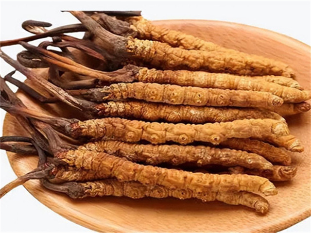 冬蟲夏草會(huì)凍壞嗎？在極端低溫條件下存在凍害的可能性