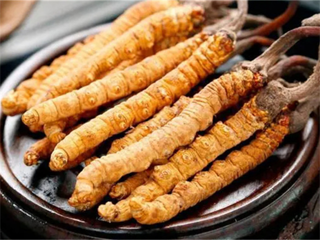 冬蟲夏草磨粉怎么吃？冬蟲夏草磨粉的制作與特性