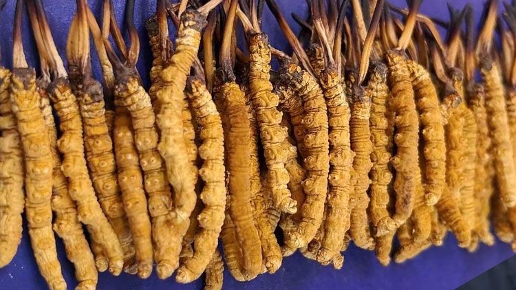 冬蟲夏草服用注意事項(xiàng)：科學(xué)進(jìn)補(bǔ)指南
