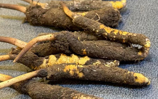 冬蟲夏草鮮草怎么吃？科學(xué)用量指南