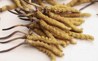 水溫決定營養(yǎng)！冬蟲夏草鮮草泡水溫度全解析?