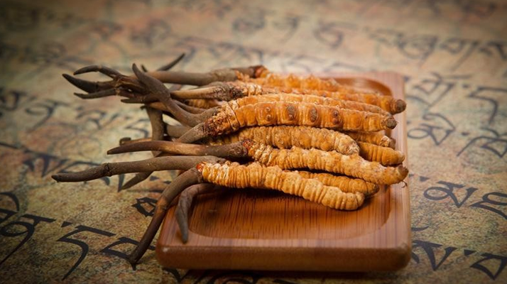 冬蟲(chóng)夏草新鮮價(jià)格探秘：每克多少錢？
