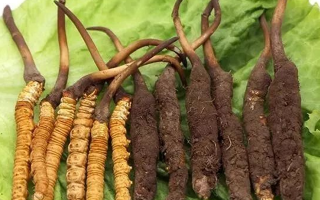 到哪里買新鮮的冬蟲夏草？三步辨真?zhèn)?，四大渠道安心?> </div>
            <div   id=