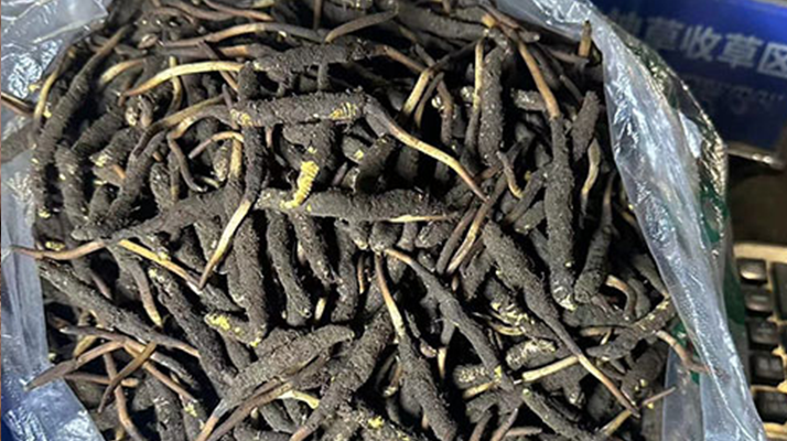 冬蟲(chóng)夏草可以吃鮮的嗎？一文為你揭秘