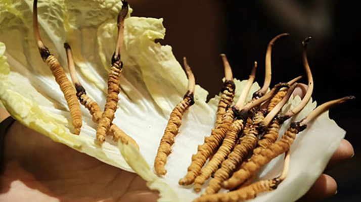 冬蟲(chóng)夏草：鮮草與干草誰(shuí)更勝一籌？