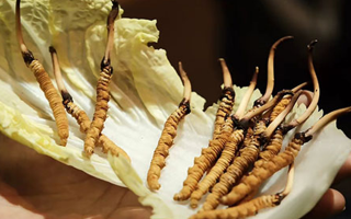 冬蟲夏草：鮮草與干草誰更勝一籌？