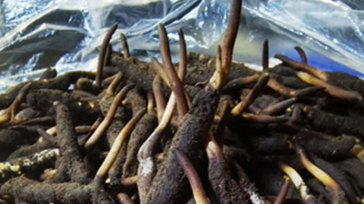 冬蟲夏草鮮草能不能泡酒？科學(xué)解析與實用指南