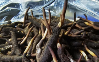 冬蟲夏草鮮草能不能泡酒？科學(xué)解析與實(shí)用指南