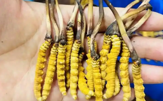 鮮冬蟲夏草出水怎么辦？實(shí)用處理指南