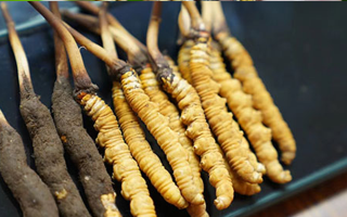 鮮冬蟲夏草什么季節(jié)最好？滋補時機大揭秘