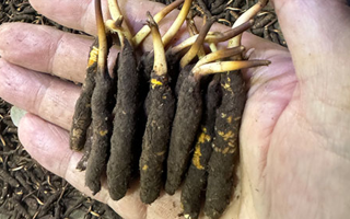 3000 條蟲草一克是幾只？深入解析蟲草規(guī)格與重量關(guān)系? ? ? ?