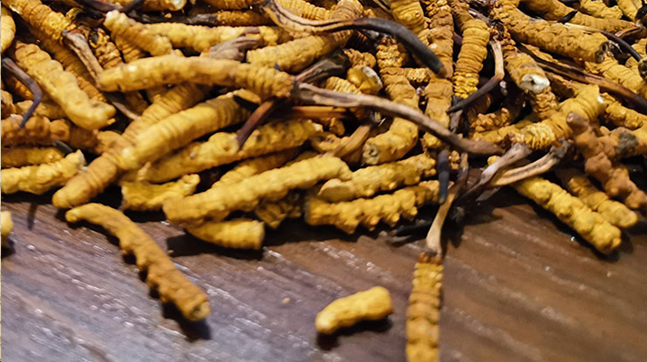 斷的冬蟲夏草有效果嗎？一文揭開(kāi)真相
