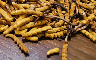 斷的冬蟲夏草有效果嗎？一文揭開真相
