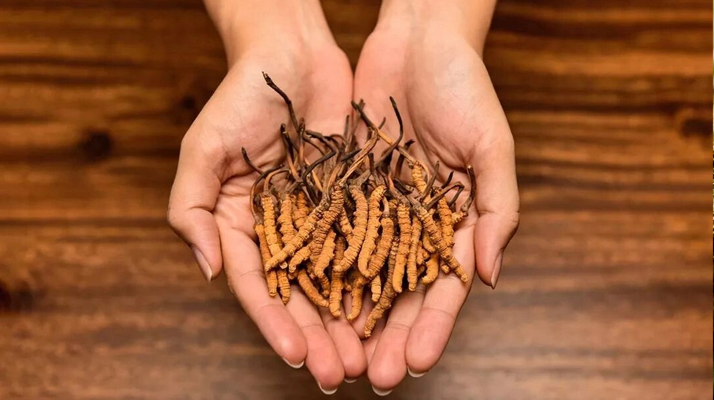 冬蟲(chóng)夏草怎么食用效果好？掌握這些方法發(fā)揮最大功效