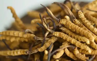 冬蟲夏草特級多少錢一克？多因素交織下的價格探秘