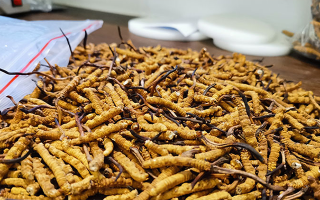 一根冬蟲夏草多少錢？解密單根蟲草的價(jià)格玄機(jī)