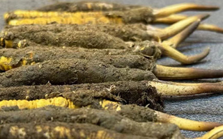 一根鮮冬蟲夏草多少錢？影響價(jià)格的核心因素解析