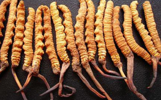冬蟲夏草是什么味道？解析天然珍品的味覺密碼
