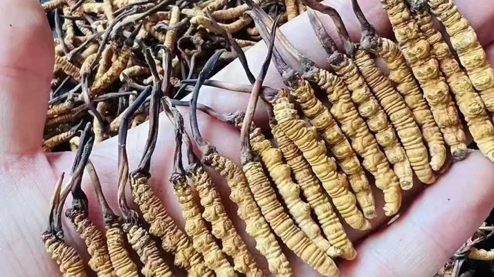 鮮冬蟲(chóng)夏草燉雞肉：鎖住鮮醇的滋補(bǔ)妙方