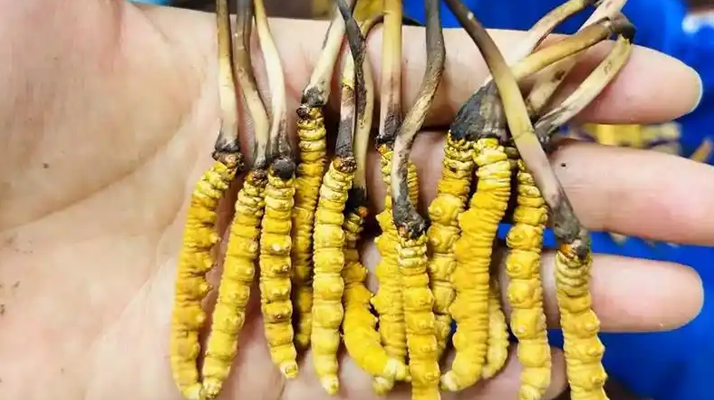 冬蟲夏草吃鮮的還是干的？一場關(guān)于自然饋贈(zèng)的現(xiàn)代抉擇