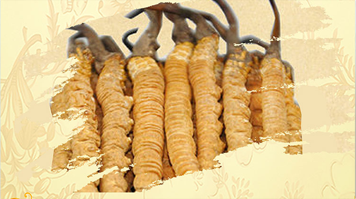 <a href=http://www.czwxjzx.com/ target=_blank class=infotextkey>冬蟲夏草</a>夏天如何保存
