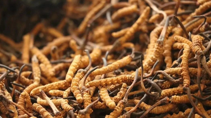 冬蟲(chóng)夏草老人每天用量