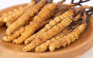 在西藏，冬蟲(chóng)夏草真的觸手可得？