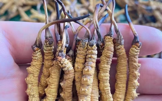 一盒冬蟲夏草多少錢？從規(guī)格到定位的價格解析