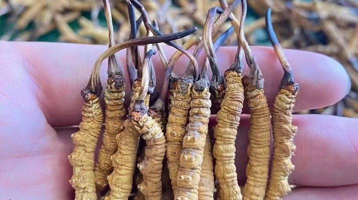 冬蟲夏草怎么辨別真假？6 個實用鑒別方法