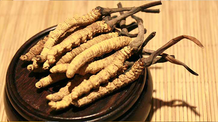 剛挖采的冬蟲夏草怎么辦？科學處理與儲存指南