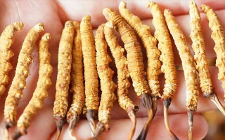 冬蟲(chóng)夏草一根多少錢？?jī)r(jià)格背后的奧秘