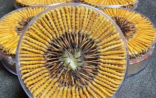 冬蟲夏草一斤價格多少？2025 年行情揭秘，差價竟達(dá)數(shù)十倍