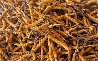 冬蟲夏草專業(yè)存放指南：這樣存，品質(zhì)不打折